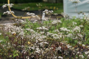 Anthriscus sylvestris 'Ravenswing'