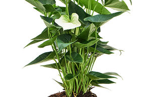Anthurium andraeanum 'Sierra White'