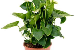 Anthurium andraeanum 'Sumi'