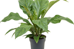 Anthurium elipticum 'Jungle Bush'