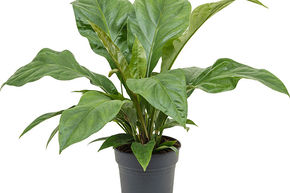 Anthurium ellipticum 'Jungle Bush'