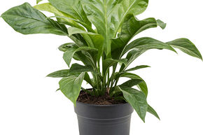 Anthurium elipticum 'Jungle Bush'