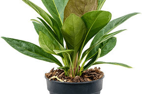 Anthurium elipticum 'Jungle' hybriden