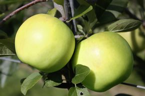 Apfel Bionda® Bella - Hochstamm/Halbstamm