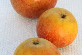 Apfelbaum Cox Orange (Kummer) 
