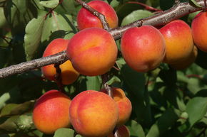 Aprikose Kioto® (späteste Blüte, selbstfruchtbar)