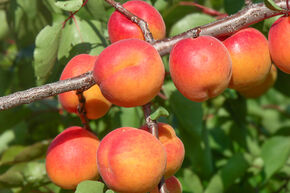 Abricot Kioto� (floraison la plus tardive, autofertile)