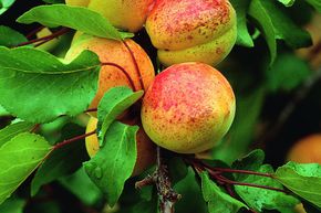 Aprikose Luizet (selbstfruchtbar)