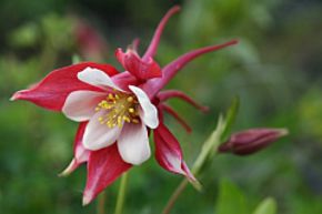 Aquilegia 'Spring Magic Rot-Wei'