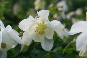 Aquilegia 'Spring Magic Wei'