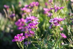 Arabis caucasica 'Pinkie'