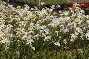 Arabis procurrens 'Glacier' (gen)