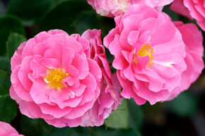 Rose Roseasy Aramis 