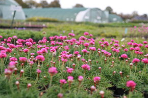 Armeria maritima 'Dsseldorfer Stolz'