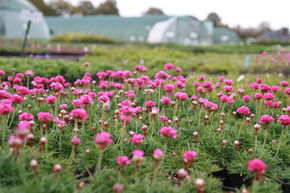 Armeria maritima 'Dsseldorfer Stolz'