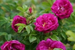 Rosa Aromatic Aurora