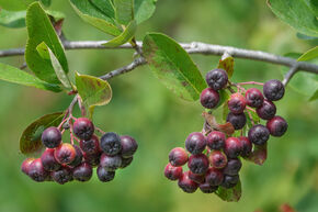 Aronia melanocarpa