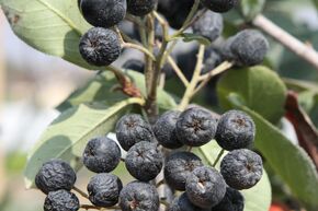 Schwarze Apfelbeere 'Rubina'