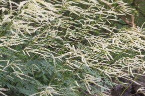 Aruncus aethusifolius 'Horatio'