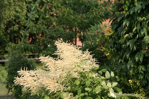 Aruncus dioicus