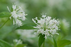 Asperula taurina