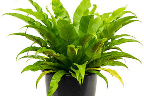 Asplenium antiquum