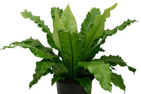 Asplenium nidus