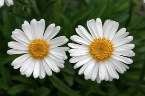 Aster alpinus 'Albus'