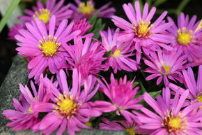 Aster dumosus 'Rosenwichtel'