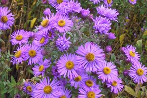 Aster novae-angliae 'Barr's Blue'