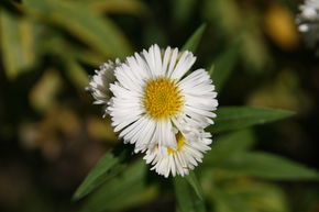 Aster novae-angliae 'Herbstschnee'