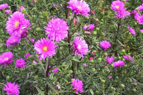 Aster novi-belgii Karminkuppel