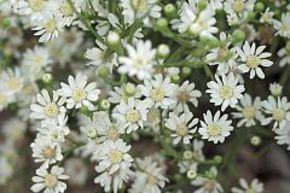 Aster ptarmicoides 'Major'