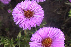 Aster novi-belgii 'Patricia Ballard'