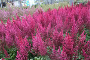 Astilbe arendsii 'Paul Gaarder' 