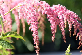 Astilbe thunb. 'Strauenfeder'