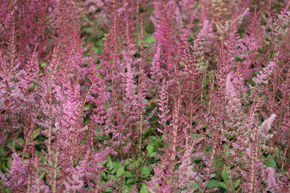 Astilbe x chinensis-Hybr. 'Veronica Klose'