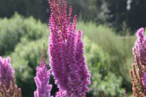 Astilbe x chinensis var. taquetii 'Purpurlanze'