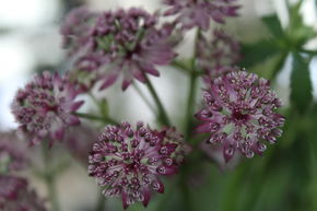 Astrantia major 'Star of Beauty' (S)