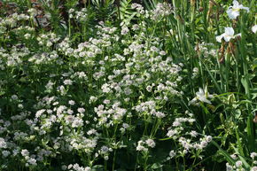 Astrantia major 'Star of Billion' (R)