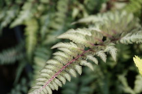 Athyrium niponicum 'Metallica'