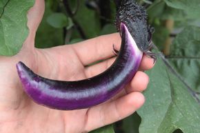 Aubergine, Schlangenaubergine 'Ping Tung'