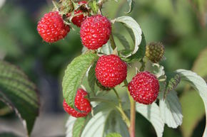 Herbsthimbeere Primeberry 'Autumn Wildly'