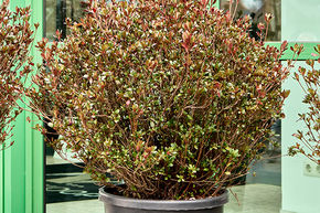 Azalea japonica 'Johanna' (110-130)
