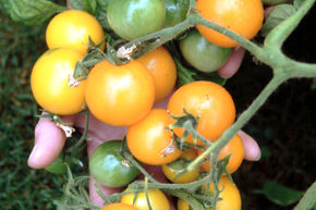 Balkontomate 'Ida Gold' (Saatgut) BIO