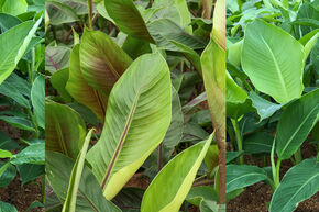 Promotion : des plants de bananiers r�sistants au froid avec 50 % de r�duction !