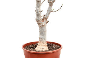 Baobab (Adonsonia)