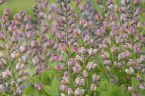 Baptisia x cultorum 'Pink Truffles' (S)