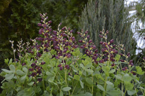 Baptisia x cultorum 'Dutch Chocolate' (S)