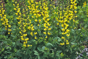 Baptisia x cultorum 'Lemon Meringue' (S)